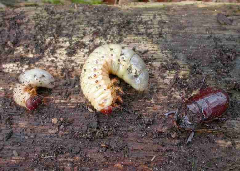 scarabeo-rinoceronte-larve-femmina