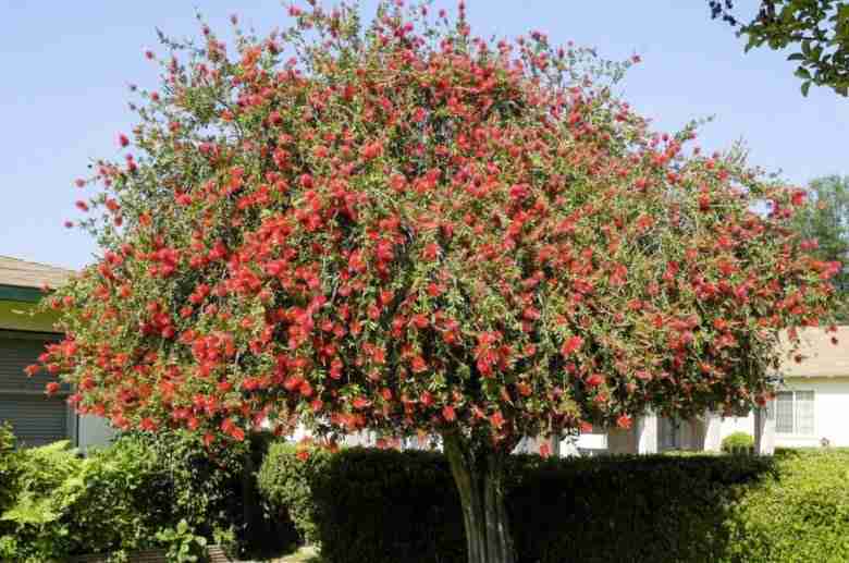 Albero di callistemon