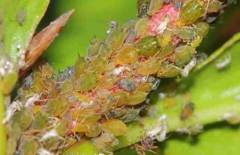 Aphis punicae