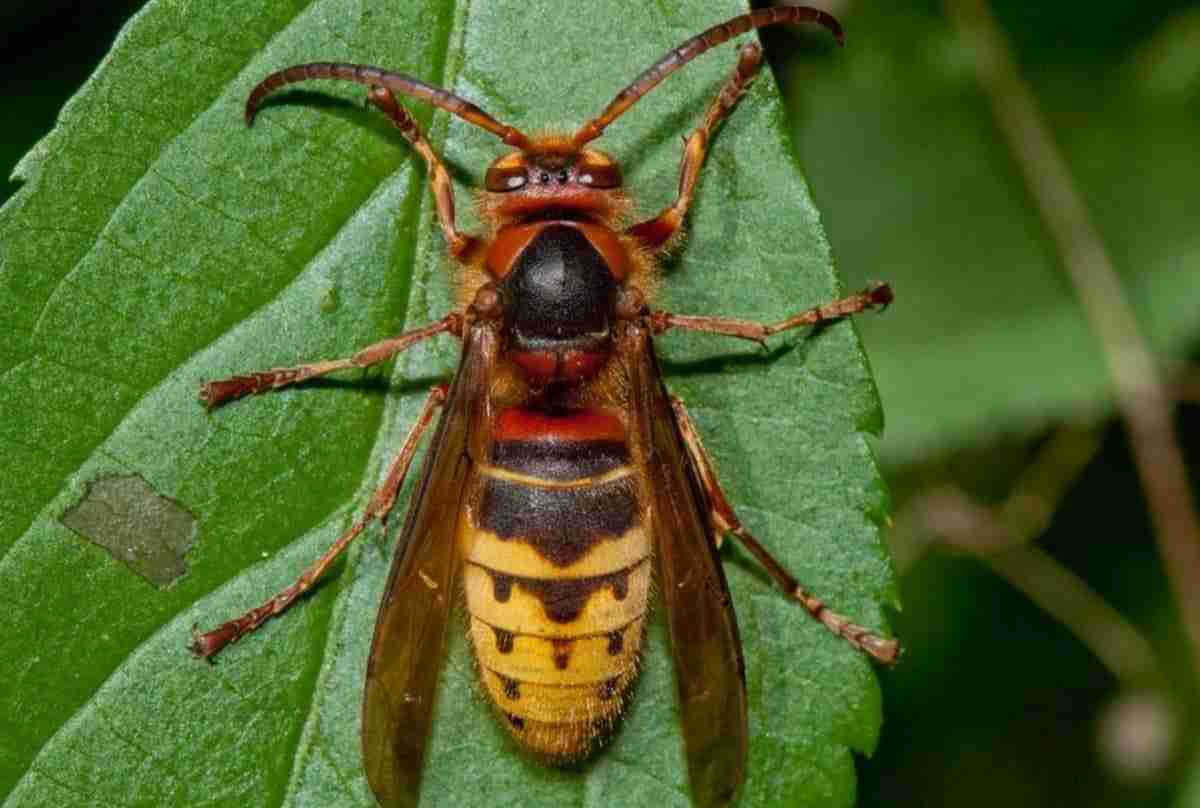 Il Calabrone (Vespa crabro). Potenziali pericoli e difesa Il Calabrone (Vespa crabro). Potenziali pericoli e difesa