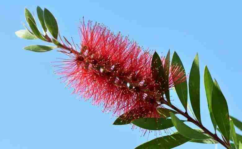 fiore di Callistemon