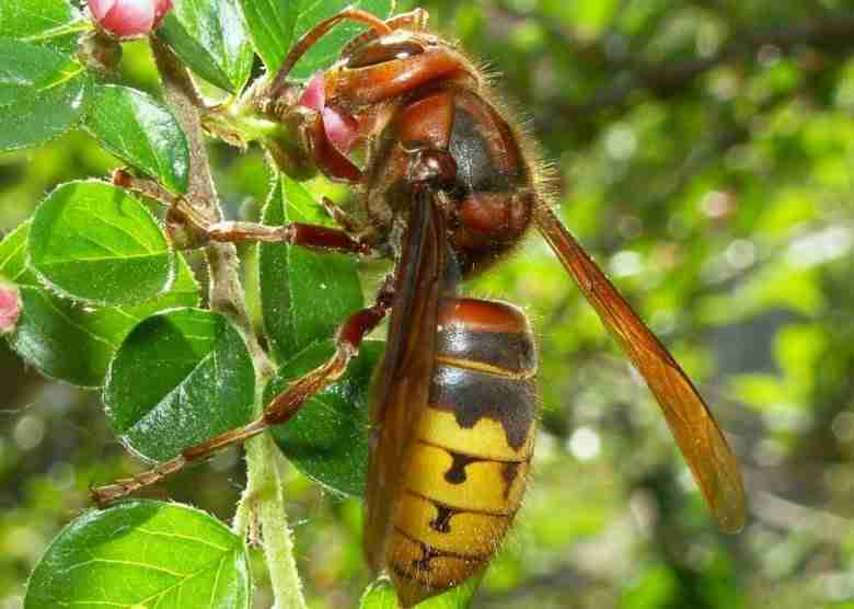 calabrone-vespa-crabro-su-fiori