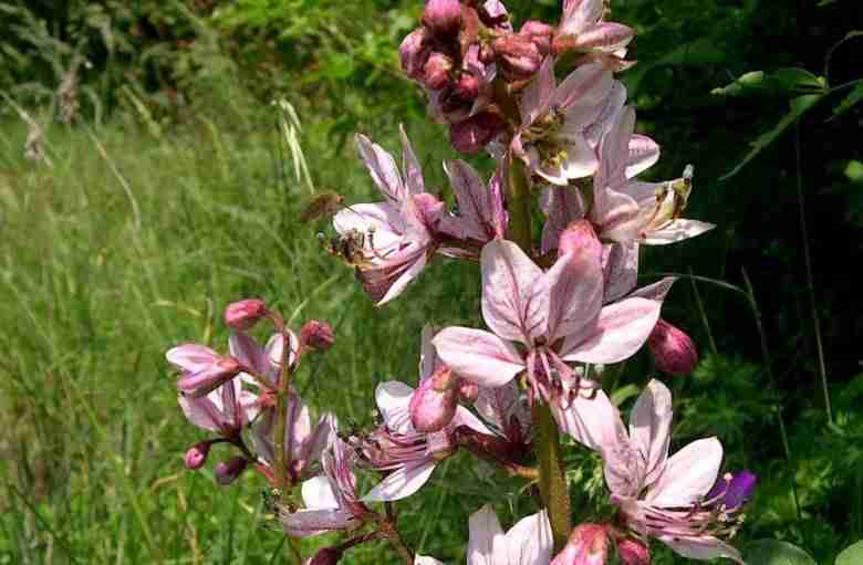 fiori di dittamo