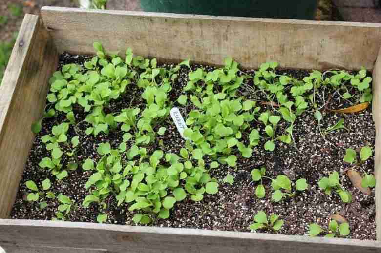 Seminare rucola in vaso