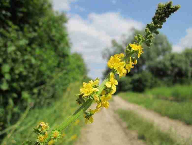 Agrimonia eupatoria