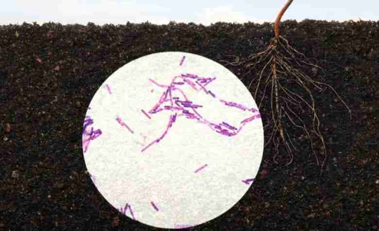 Bacillus subtilis