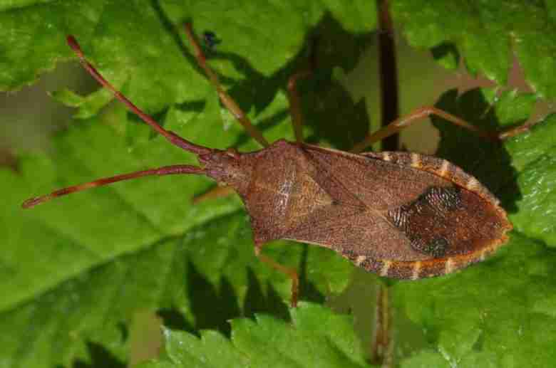 Cimice del nocciolo