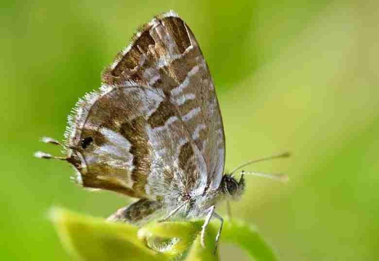 Farfalla adulta di licedine dei gerani