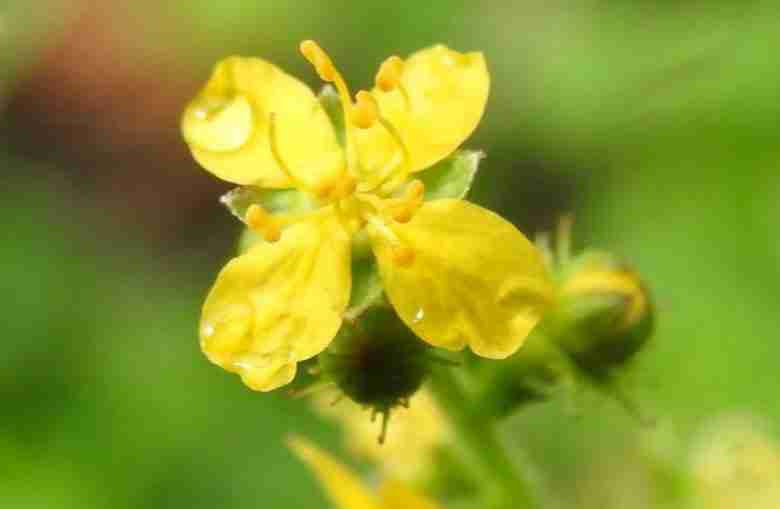 Fiore di agrimonia