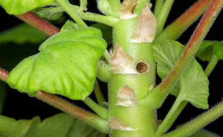 Fori di entrata e di uscita della larva