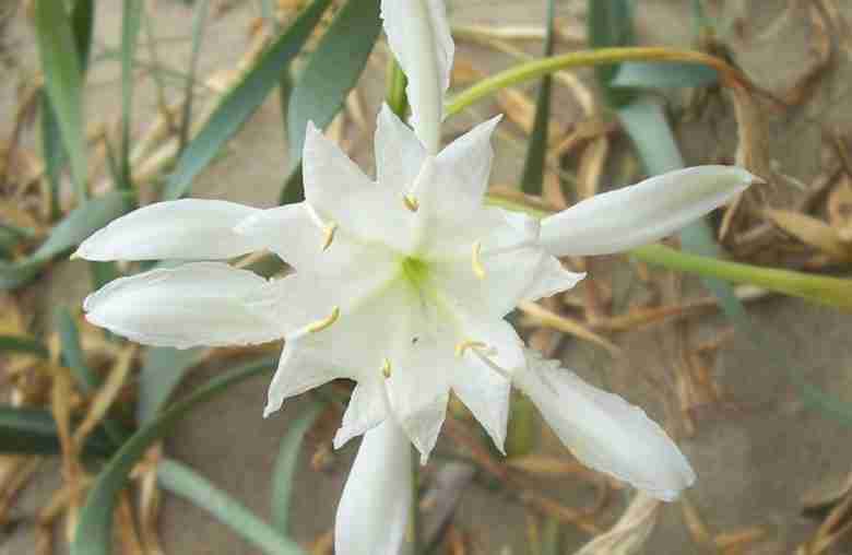 Fiore del Giglio di mare