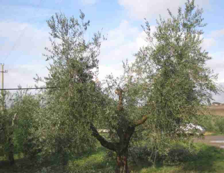 La potatura dell'olivo a vaso policonico