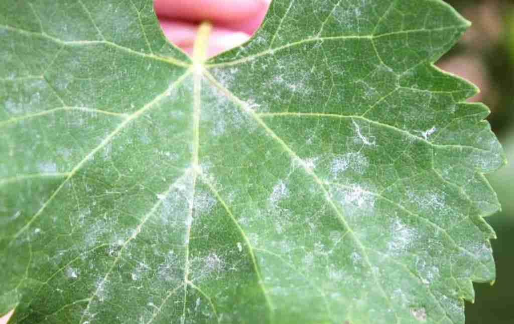 Oidio della vite. Prevenzione agronomica e difesa biologica