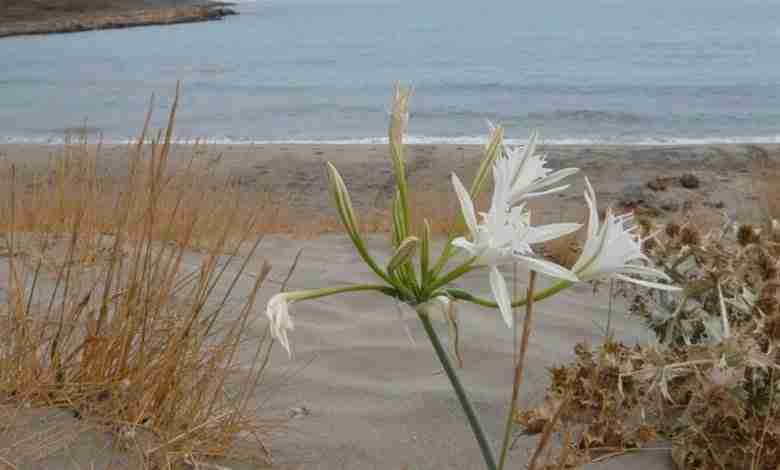 Pancratium maritimum