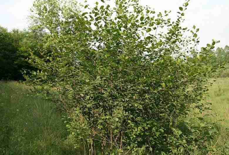 Pianta di frangola