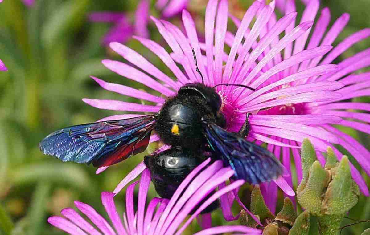 Ape Legnaiola Xylocopa Violacea Un Importante E Innocuo Impollinatore ape-legnaiola-xylocopa-violacea-un-importante-e-innocuo-impollinatore