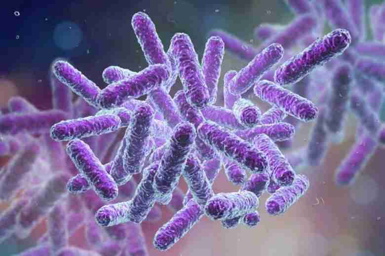 Bacillus subtilis al microscopio