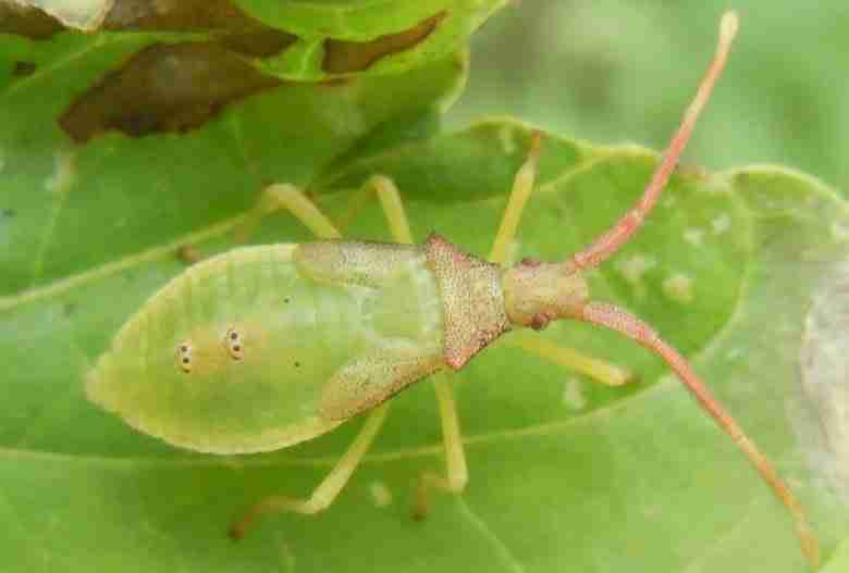 Cimice del nocciolo giovane