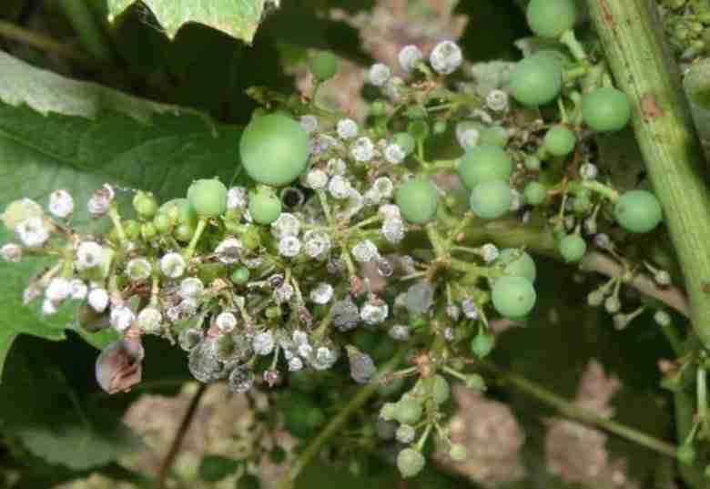 danni da odio della vita su un grappolo di uva