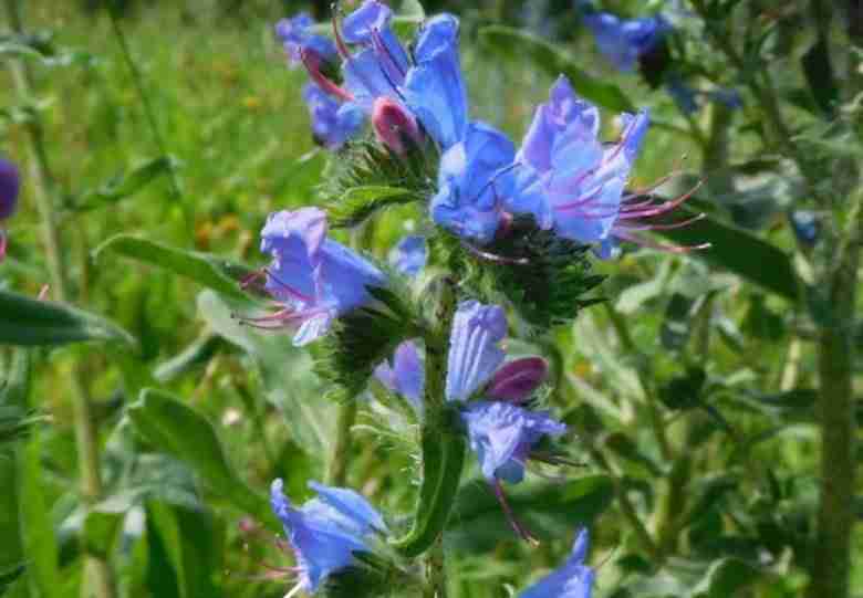 erba-viperina-echium-vulgare