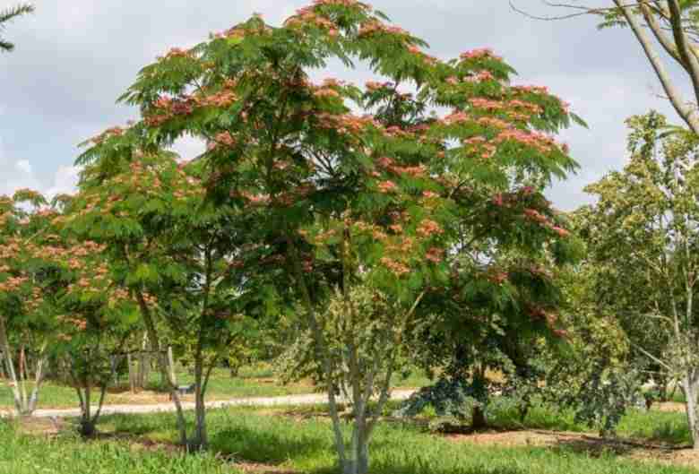 Albero Albizia julibrissin