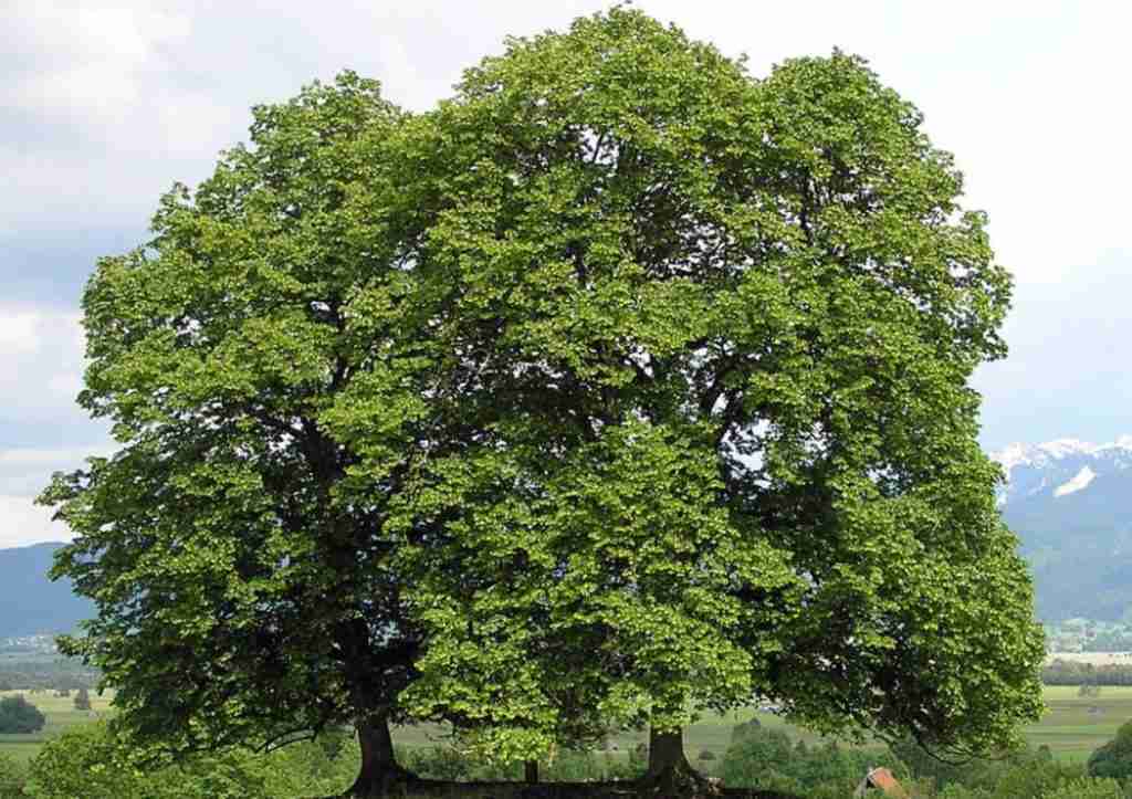 L'albero di tiglio. Caratteristiche, coltivazione e usi Coltivazione