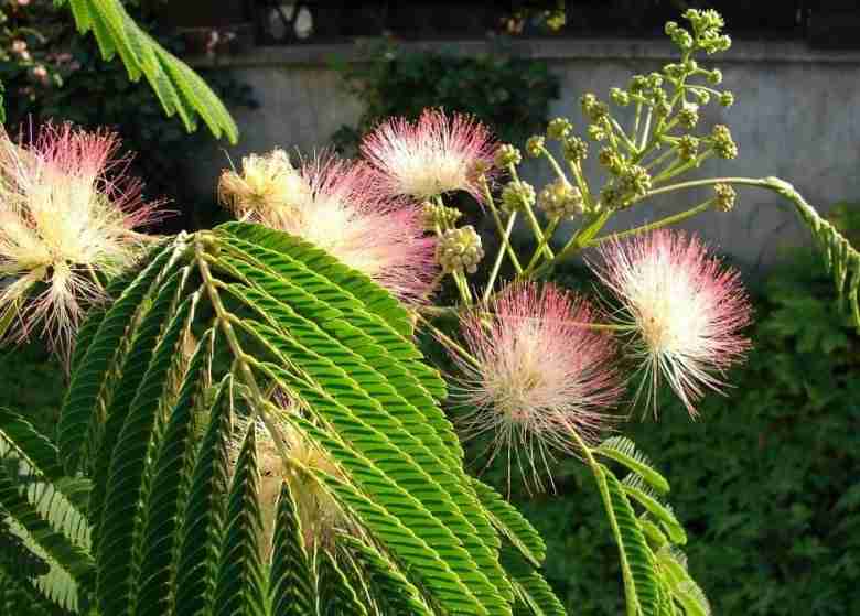 Albizia