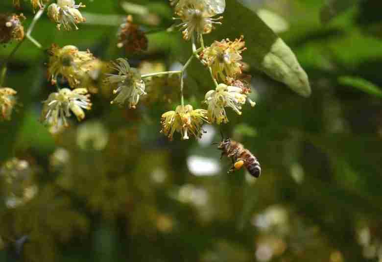 Ape su fiori di tiglio