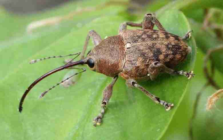 Curculio nucum