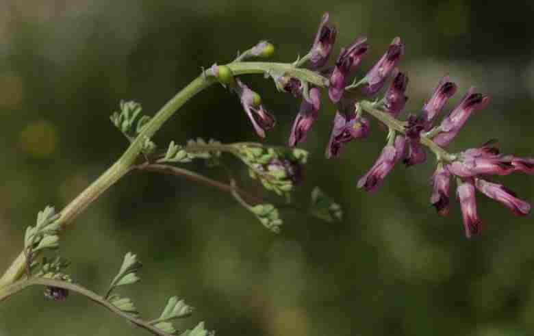 Fiore di fumaria-officinalis