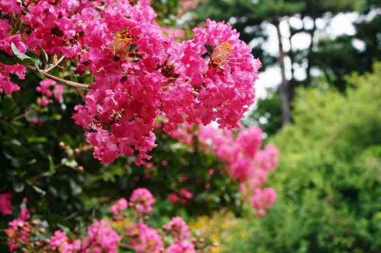 Fiori di Lagerstroemia indica