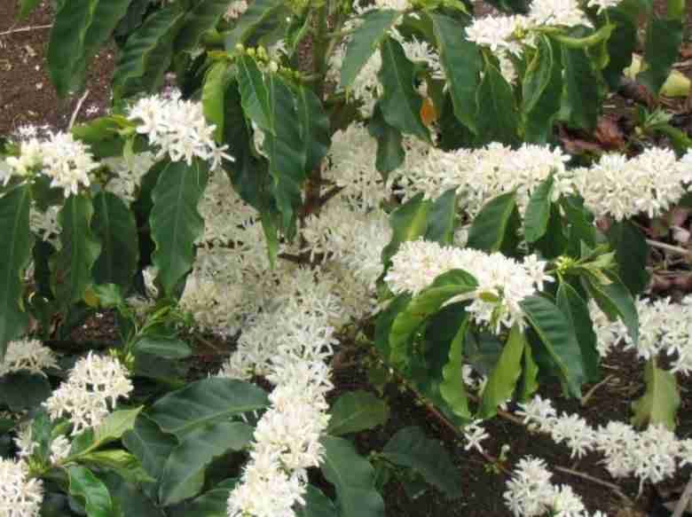 Fiori di caffè