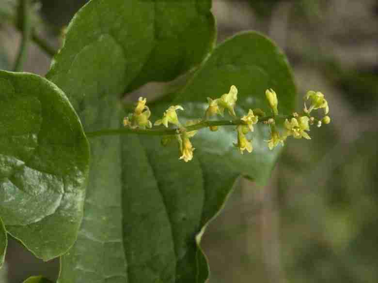 Fiori di salsapariglia