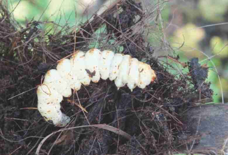 Larva di castnide delle palme