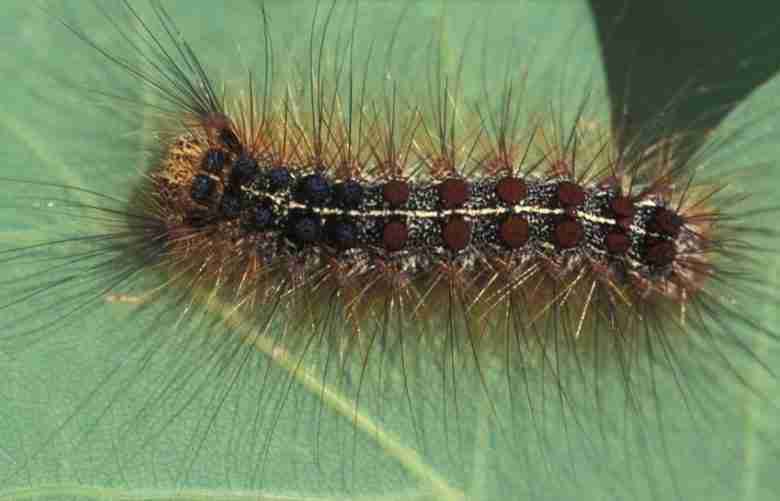 Larva di lymantria-dispar