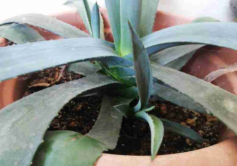 Pollone di agave americana