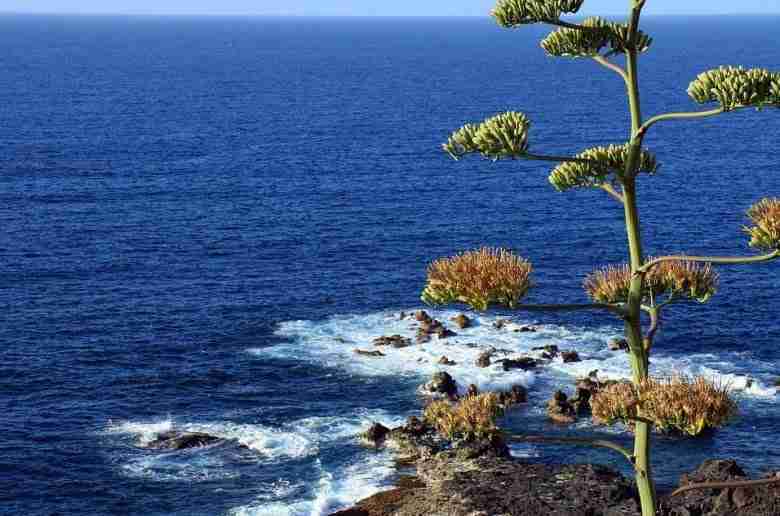 agave americana in fiore