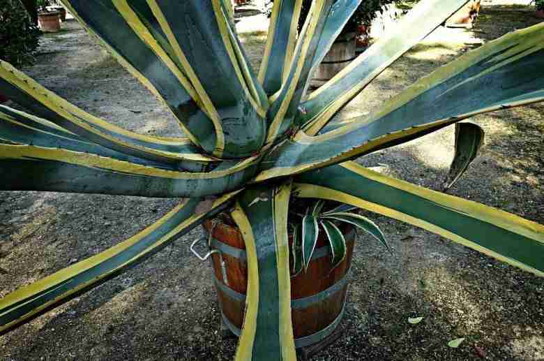 agave americana variegata in vaso