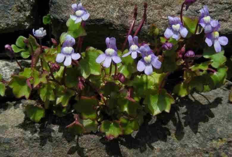 Cymbalaria muralis