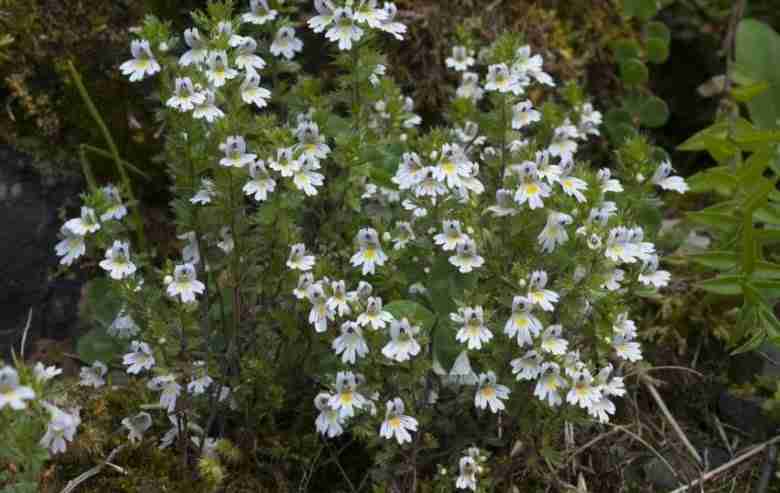 Eufrasia