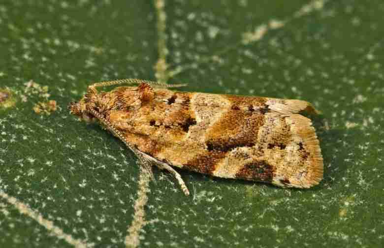 Farfalla di eulia
