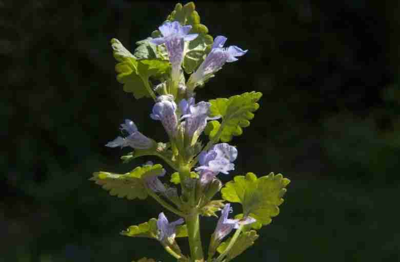 Fiore di edera terrestre