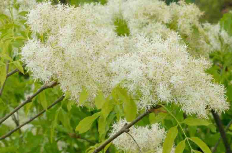 Fiori di orniello