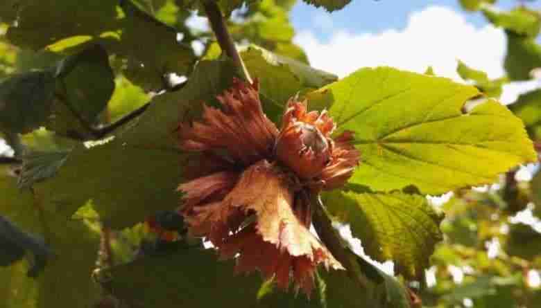 Nocciole mature