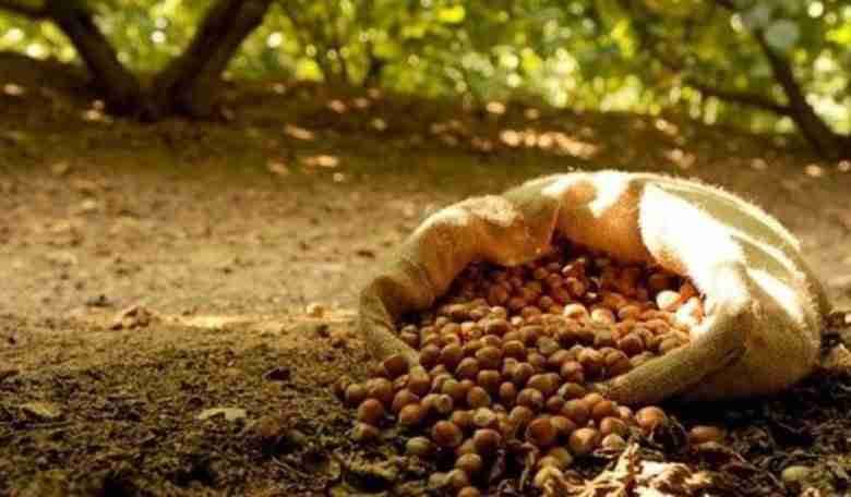 Nocciole raccolte in un sacco di iuta
