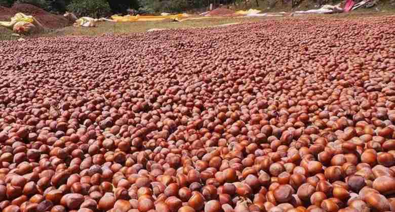 Nocciole stese