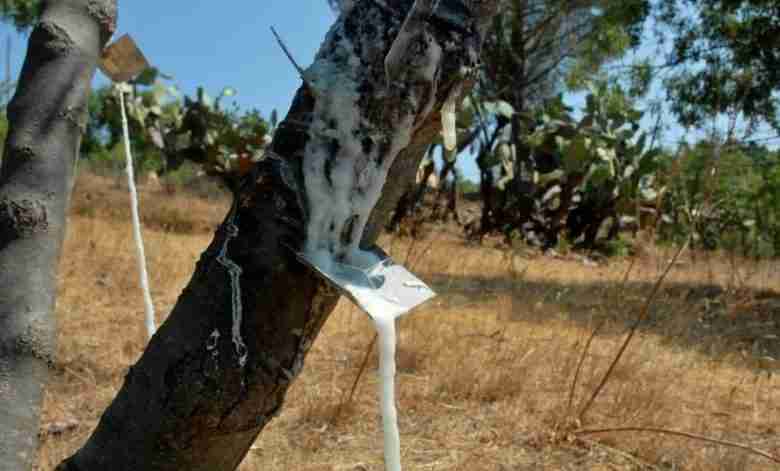 Orniello (Fraxinus ornus)_albero della manna