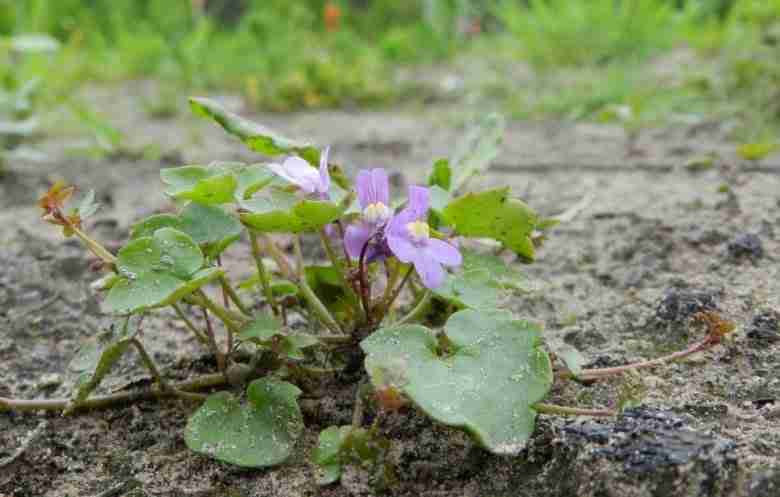 Piantina di Cymbalaria muralis