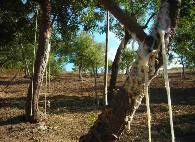 alberi di manna