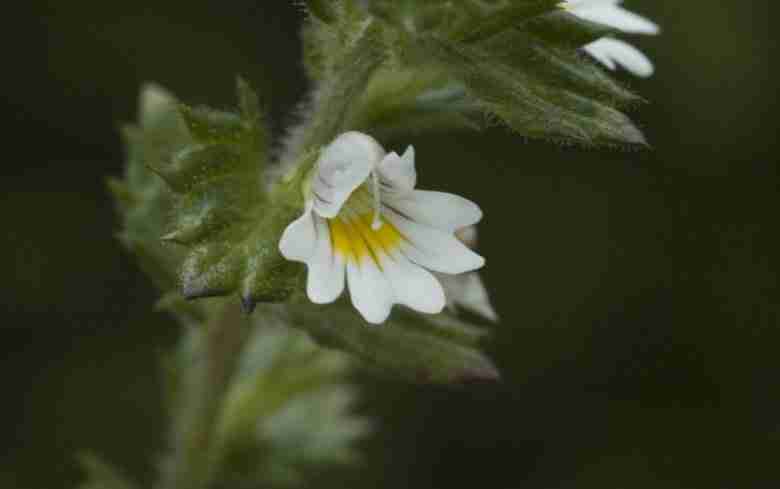fiore di euphrasia-officinalis
